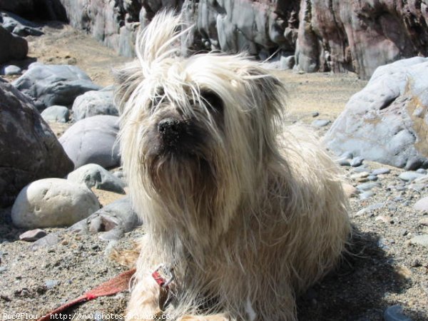 Photo de Chien de berger des pyrenes  poil long