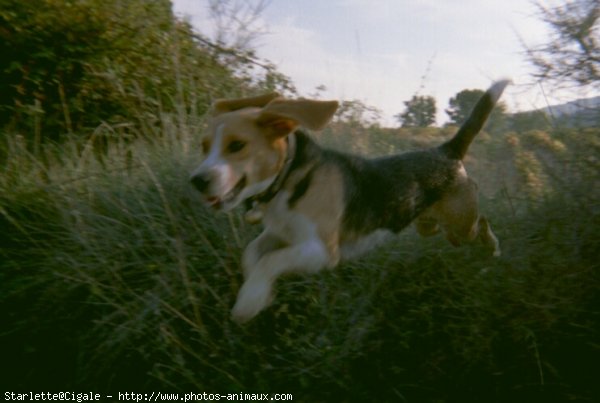 Photo de Beagle