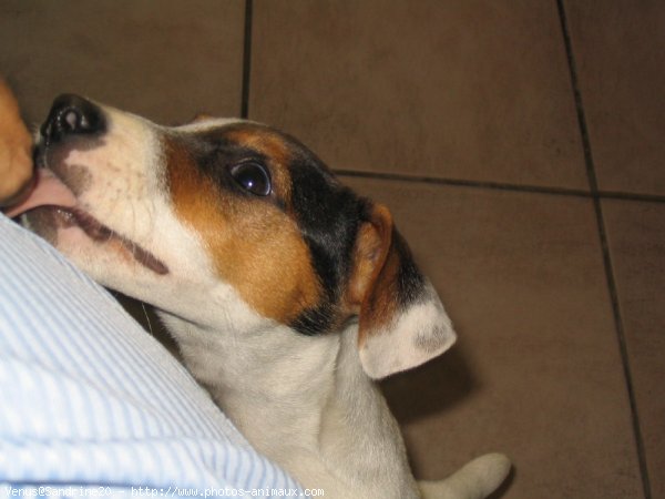 Photo de Jack russell terrier