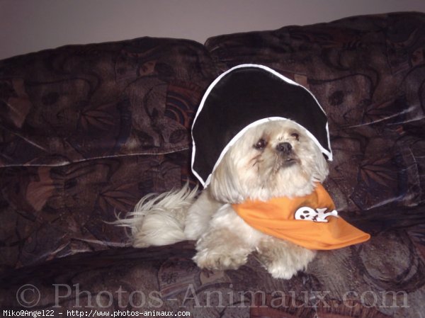 Photo de Shih tzu