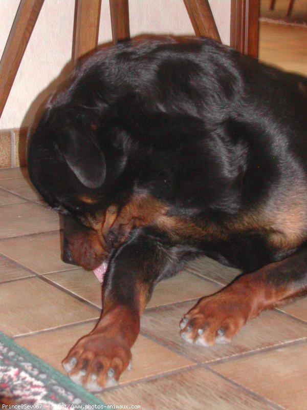 Photo de Rottweiler