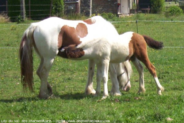 Photo de Races diffrentes