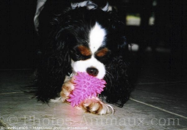 Photo de Cavalier king charles spaniel