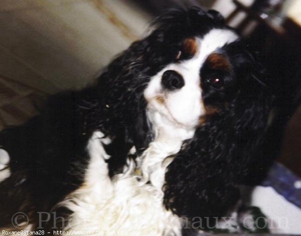 Photo de Cavalier king charles spaniel