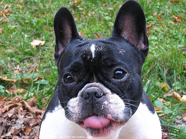 Photo de Bouledogue franais