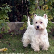 Photo de West highland white terrier