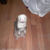 Photo de Furet