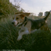 Photo de Beagle