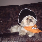 Photo de Shih tzu