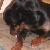 Photo de Rottweiler