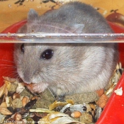 Photo de Hamster