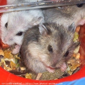 Photo de Hamster