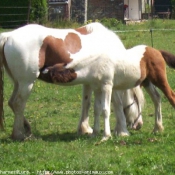 Photo de Races diffrentes