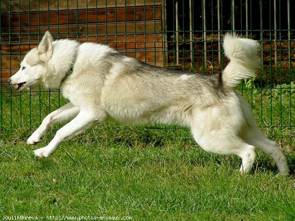 Photo de Husky siberien