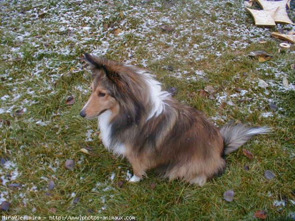 Photo de Chien de berger des shetland