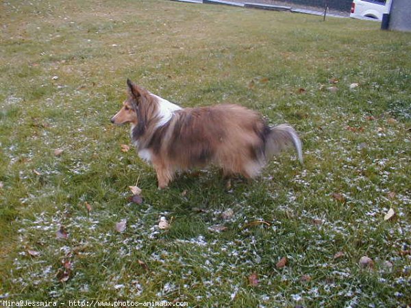 Photo de Chien de berger des shetland