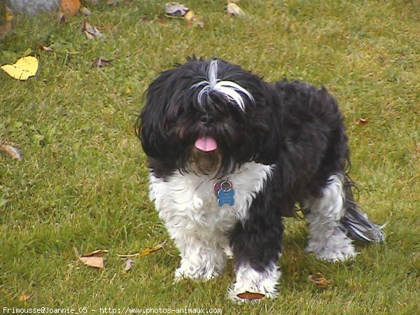 Photo de Shih tzu