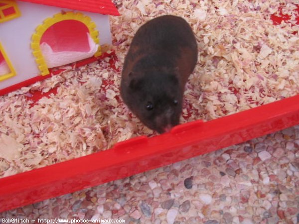 Photo de Hamster