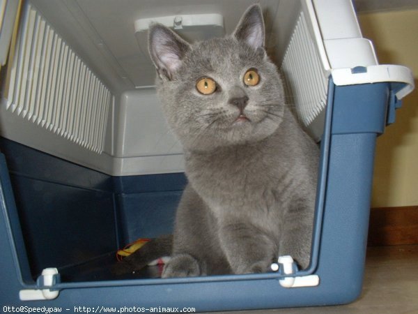 Photo de Chartreux