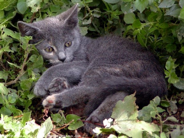 Photo de Chat domestique