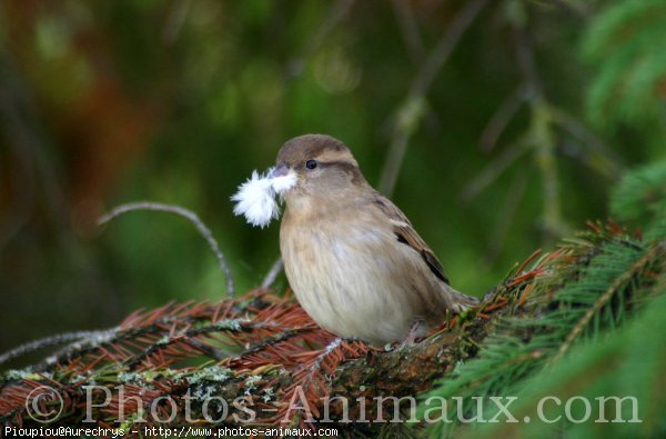 Photo de Moineau