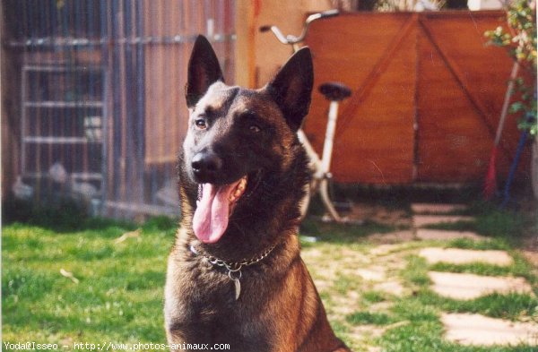 Photo de Berger belge malinois