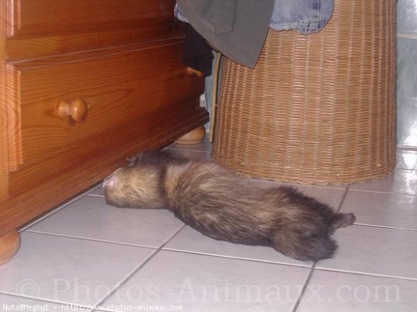 Photo de Furet