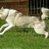 Photo de Husky siberien