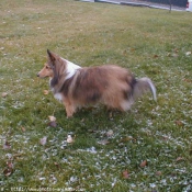 Photo de Chien de berger des shetland