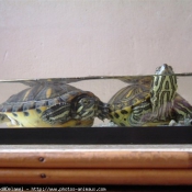 Photo de Tortue