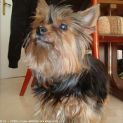 Photo de Yorkshire terrier