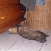 Photo de Furet