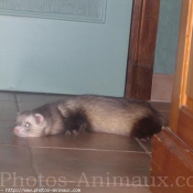 Photo de Furet