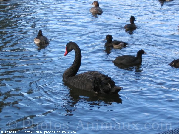 Photo de Cygne