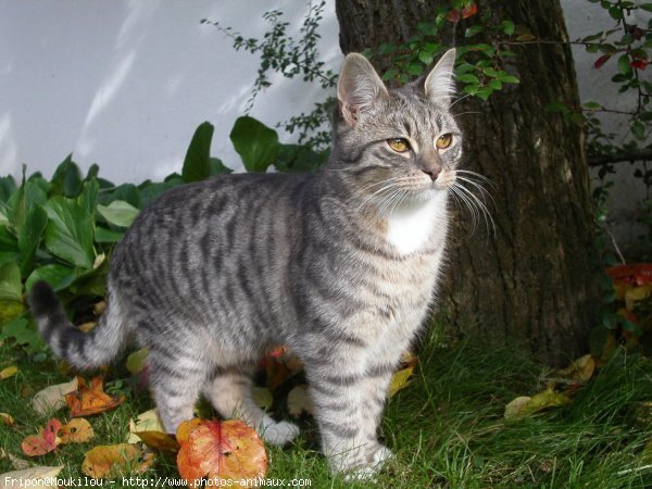 Photo de Chat domestique