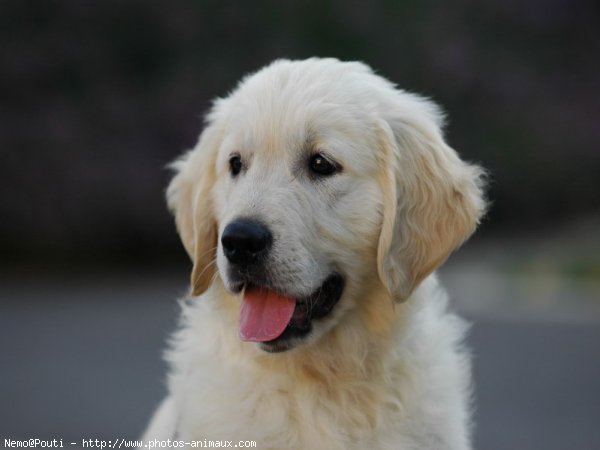 Photo de Golden retriever