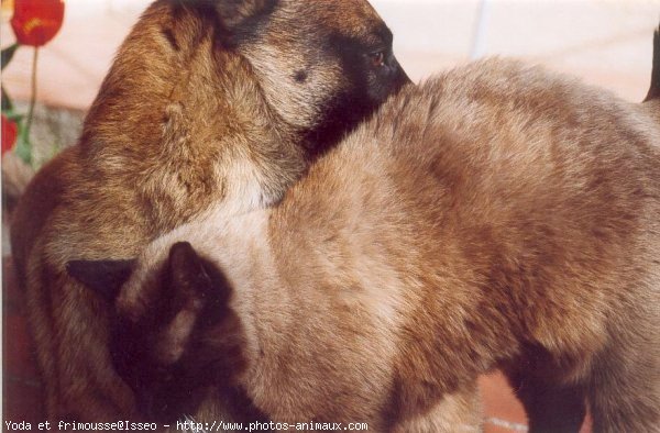 Photo de Berger belge malinois