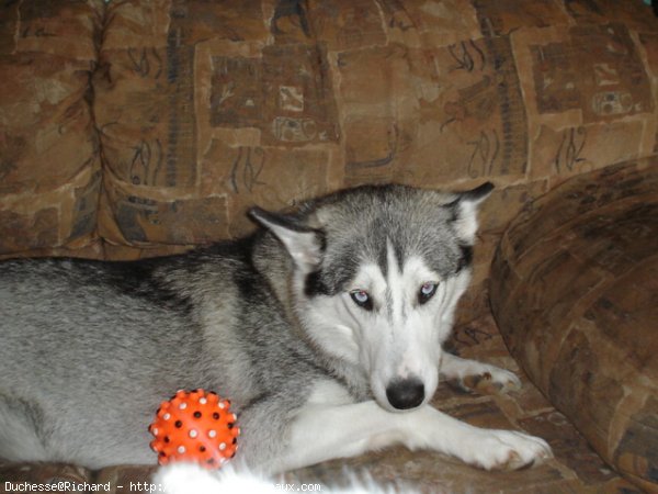 Photo de Husky siberien