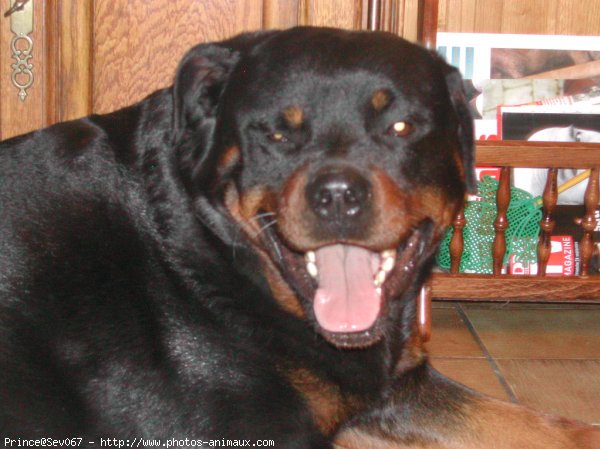 Photo de Rottweiler