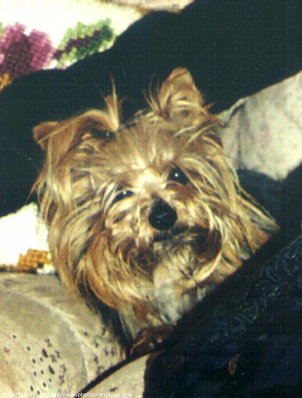 Photo de Yorkshire terrier