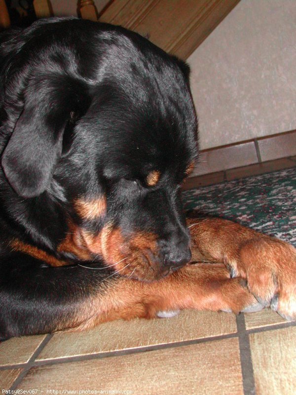 Photo de Rottweiler