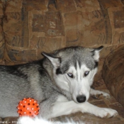 Photo de Husky siberien