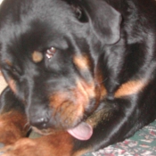 Photo de Rottweiler