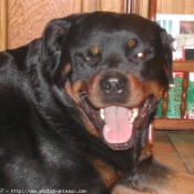 Photo de Rottweiler