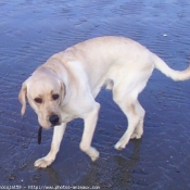 Photo de Labrador retriever