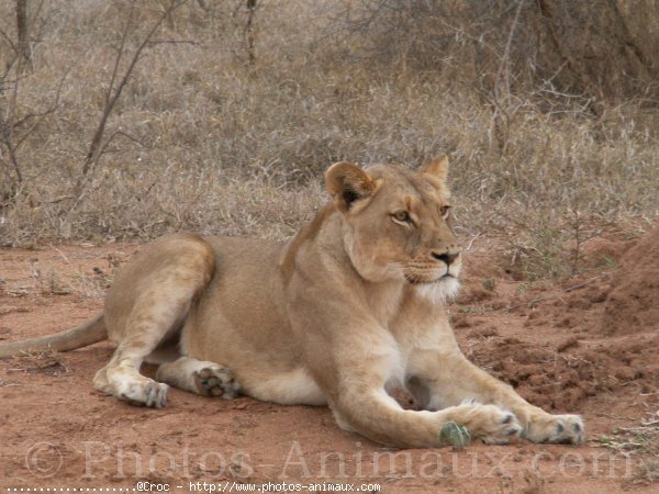 Photo de Lion