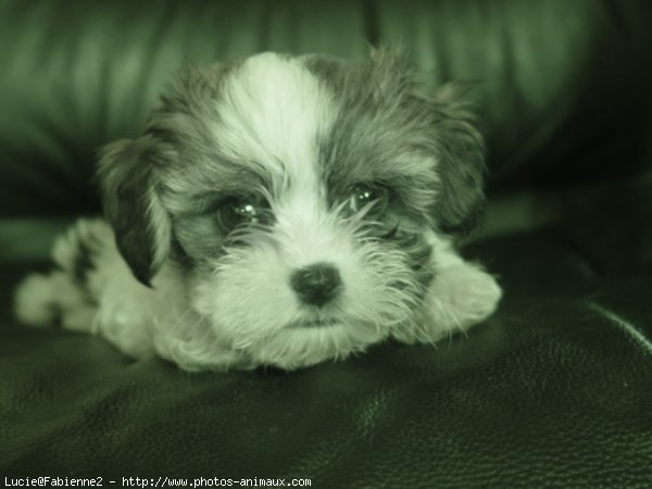 Photo de Shih tzu