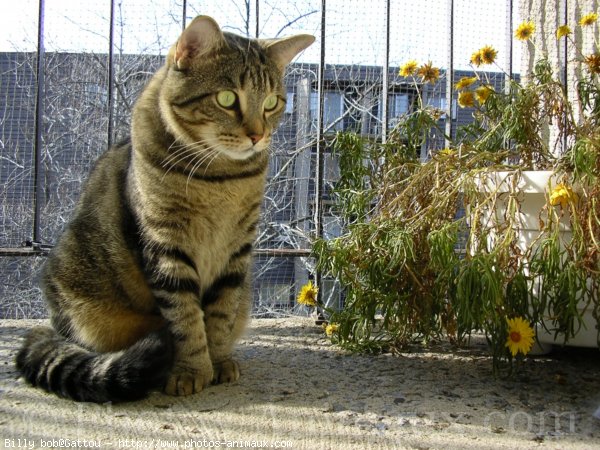 Photo de Chat domestique