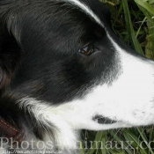 Photo de Border collie