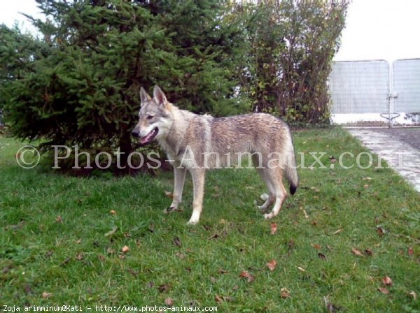 Photo de Chien loup tchcoslovaque